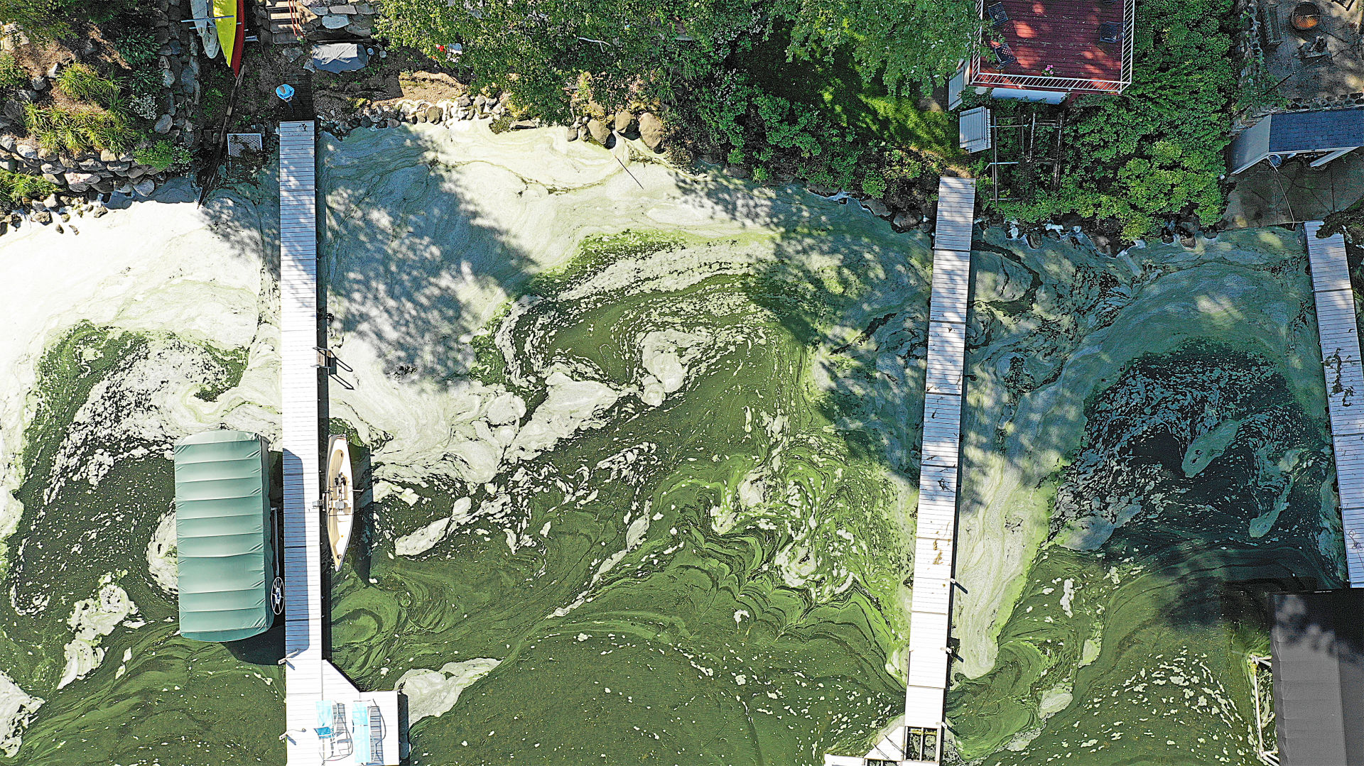 Algae aerial